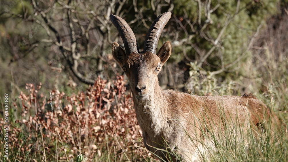 macho de cabra montes macho de cabra montes