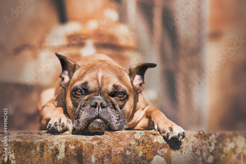 Fototapeta Naklejka Na Ścianę i Meble -  Fawn French Bulldog dog with pointy ears lying down