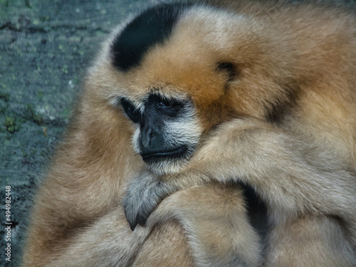 Closeup of a white-cheeked gibbon sitting with its arms crossed at the Kansas City Zoo photo