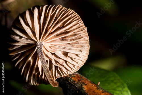 Cogumelo é o nome comum dado às frutificações de alguns fungos dos filos Basidiomycota e Ascomycota, pertencentes ao Reino Fungi. Possuem corpo frutífero composto por uma base. photo