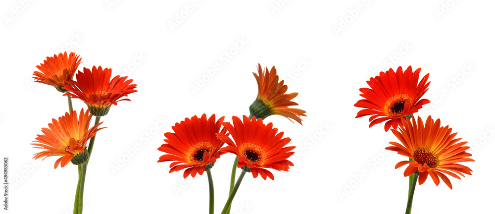 Stack orange Gerber flowers isolated on white Stack orange Gerber flowers isolated on white