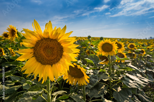 Sunflower field landscape with big flowers in front and beautiful sky