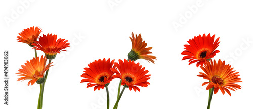 Stack orange Gerber flowers  isolated on white