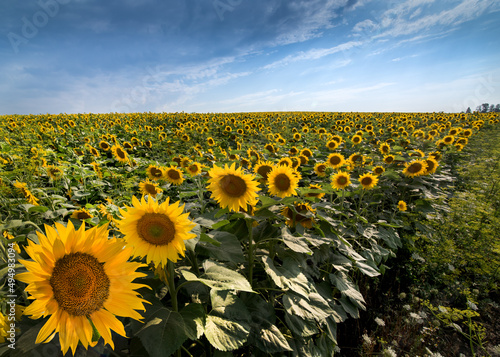 flowers in front of sunflower field landscape with and beautiful sky