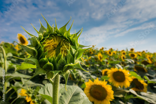 not bloomed flower in a mini sunflower field on a blurred background, navel c...