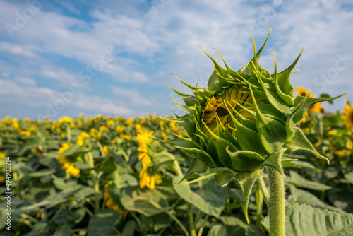 closed flower of a small sunflower on a blurred background in a sunflower field