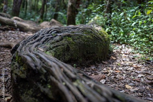 Close-up shot of a tree trunk fallen on the footpath in Horton Plains National Park photo