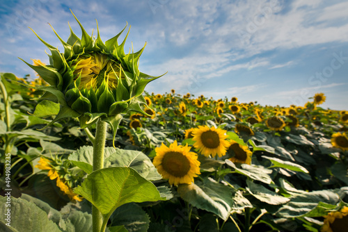 closed mini sunflower field on a blurred background