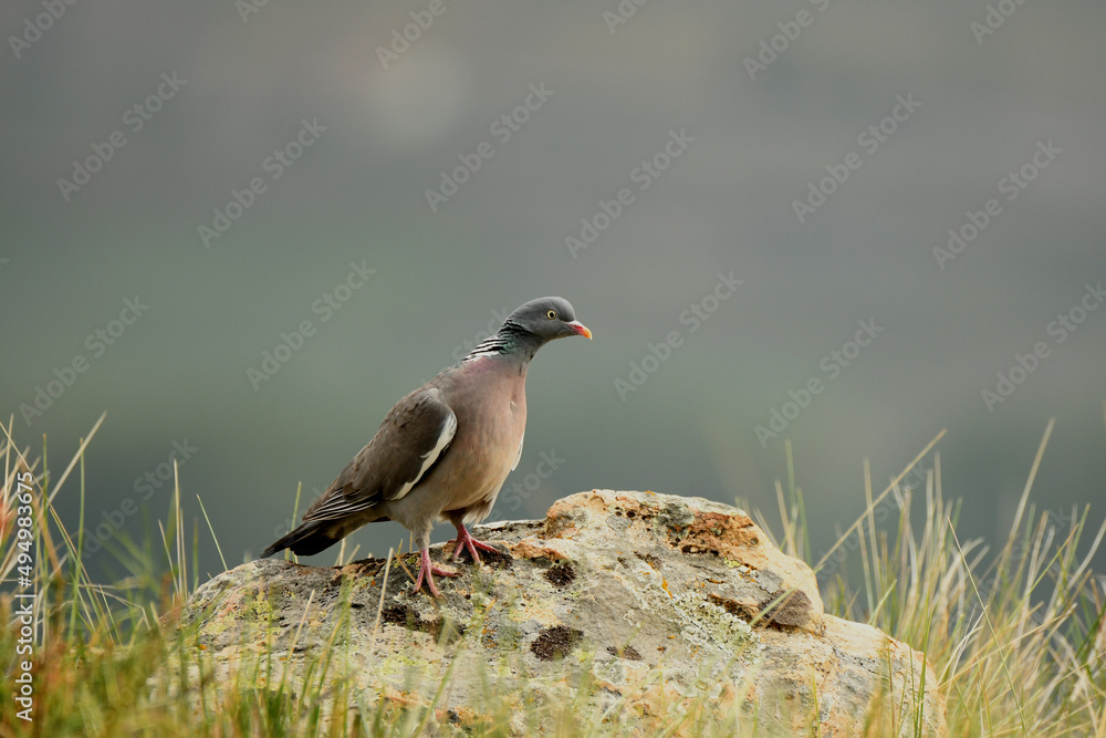 Obraz premium paloma torcaz sobre una roca