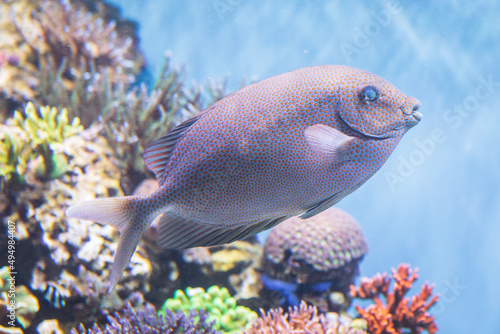 Beautiful Gold-Spotted Rabbitfish swimming in the Monterey Bay Aquarium, California, United States photo