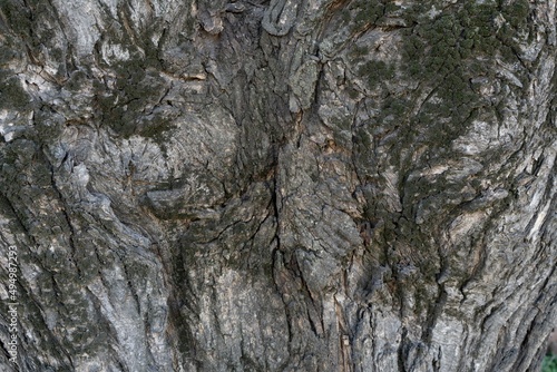Texture of the bark of the trunk of an old tree