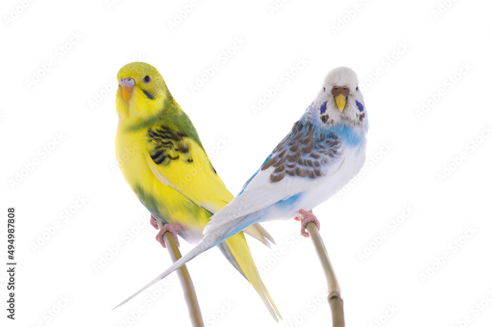 two budgies sitting on a stick is isolated on a white background