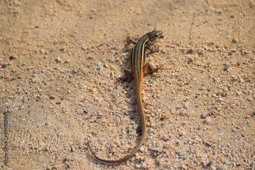 Obraz na plátně Closeup of a canyon spotted whiptail on a dry ground