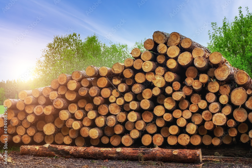 Log trunks pile, the logging timber forest wood industry. Wooden trunks timber harvesting