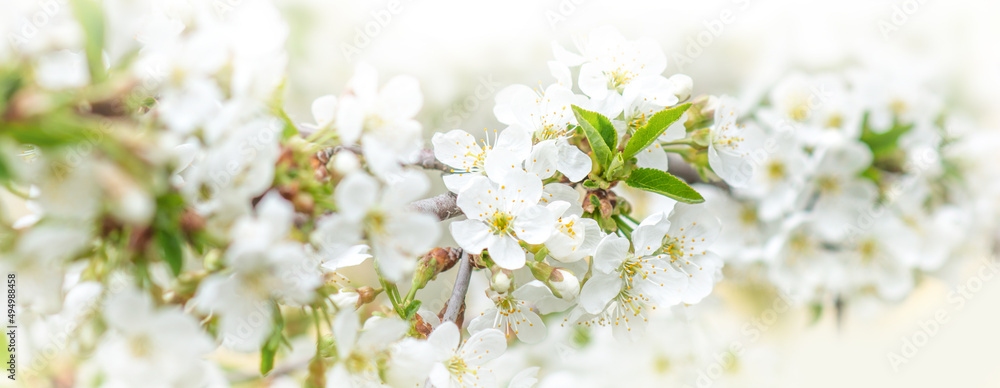 Beautiful branches of blossoming cherries. Beautiful abstract spring background. Banner. Copy space