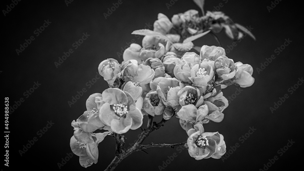 A Sprig of Japanese Quince Bush (Beautiful Quince, Chaenomeles Japonica) Blooms. Blooming Spring Flowers. Nature Background with Black and White Editing A Sprig of Japanese Quince Bush (Beautiful Quince, Chaenomeles Japonica) Blooms. Blooming Spring Flowers. Nature Background with Black and White Editing