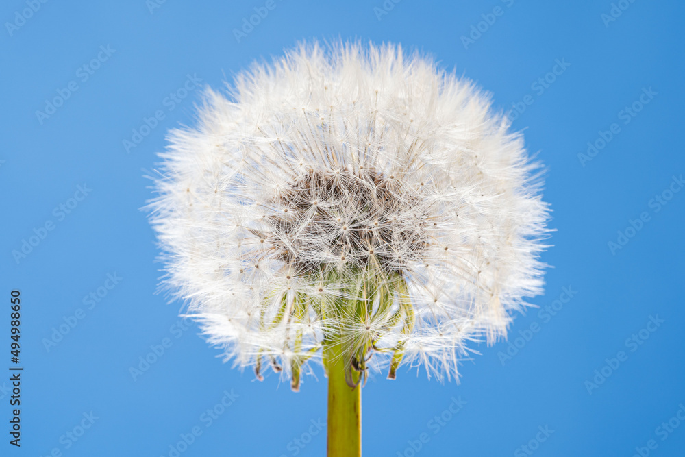 Blowball flower close up. One dandelion with white fluffy pappus seeds on a blue backgrounds. Blowball flower close up. One dandelion with white fluffy pappus seeds on a blue backgrounds.