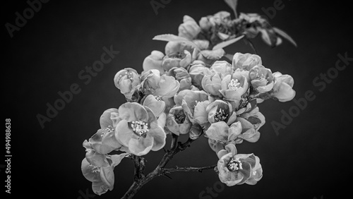 A Sprig of Japanese Quince Bush (Beautiful Quince, Chaenomeles Japonica) Blooms. Blooming Spring Flowers. Nature Background with Black and White Editing