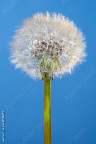 Blowball flower close up. One dandelion with white fluffy pappus seeds on a blue backgrounds vertical.