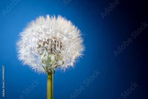 Blowball flower close up. One dandelion with white fluffy pappus seeds on a blue backgrounds.