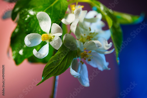 Apple Tree Branch with Blooming Flowers Covered with Raindrops Close Up. Blooming Fruit Tree Branch Backdrop.