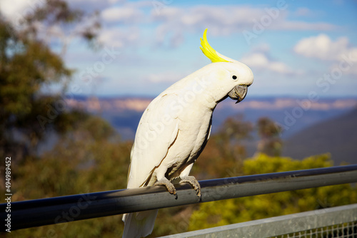 Closeup shot of a white parrot in La Perouse, Sydney, Australia photo