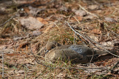 mourning dove on ground