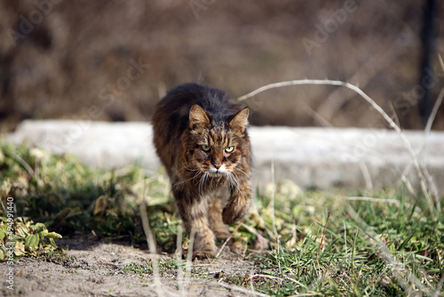 Photography wild cat in the wild