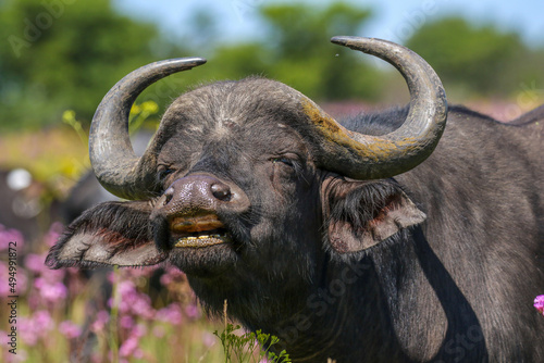 Cape buffalo exhibiting the flehmen response, South Africa