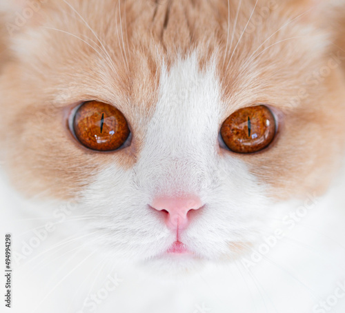 White cat with red big eyes and a pink nose looks macro. Portrait. Scottish Straight