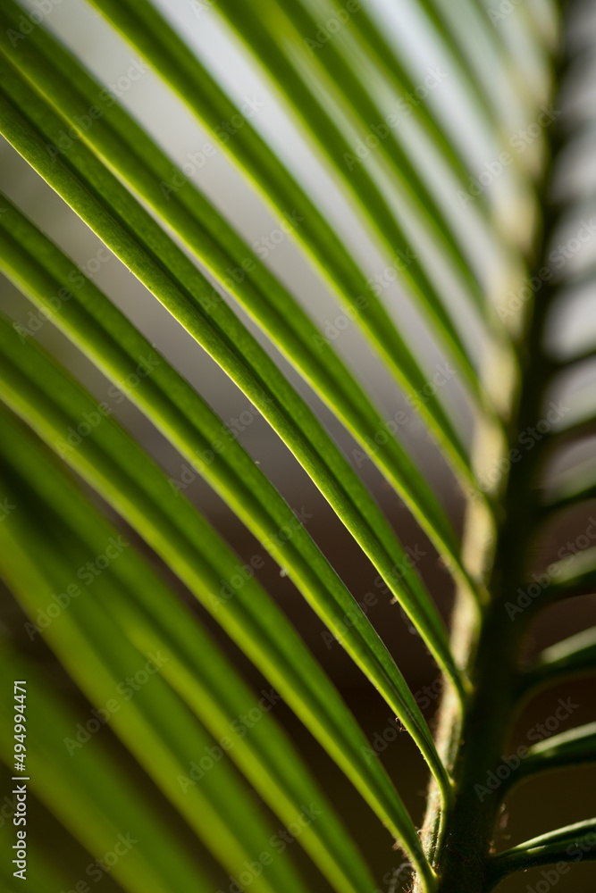 close-up of cycad leaves in the background close-up of cycad leaves in the background
