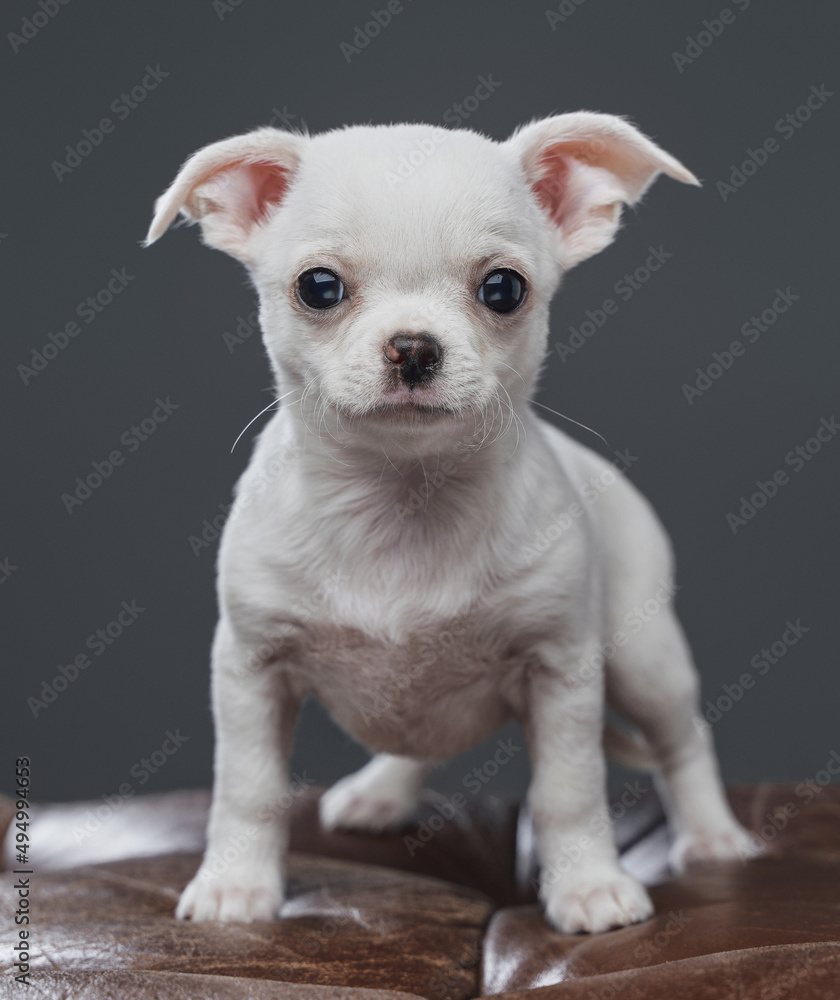 Studio shot of purebred white chihuahua dog isolated on gray Studio shot of purebred white chihuahua dog isolated on gray