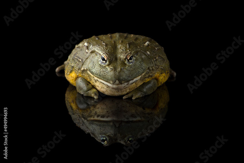 The giant African Bullfrog isolated on black background