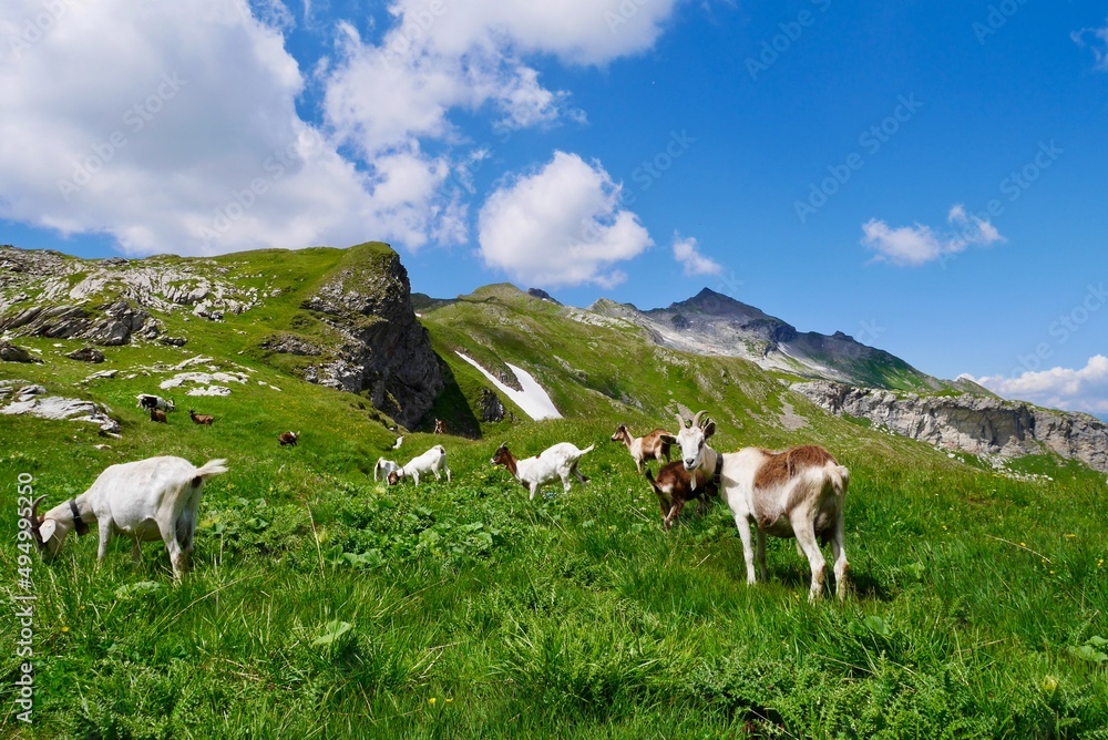 Flock of goats in the Austrian Alps. Vorarlberg, Austria.