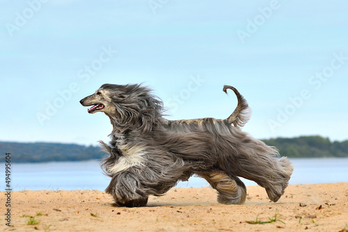 Beautiful Afghan Hound