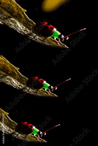 Joaninha, Besouro de pepino. Ou Diabrotica balteata é uma espécie de besouro de pepino na família Chrysomelidae conhecido comumente como o besouro de pepino em faixas .  photo