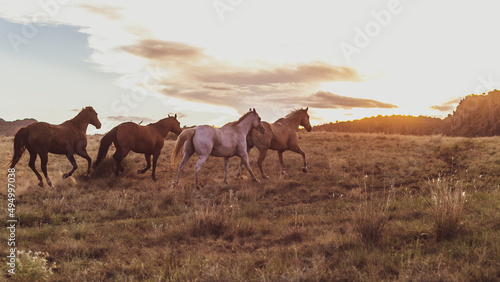 Group of wild horses galloping on a sunny meadow in rural Texas