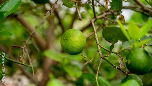 The lemon (Green lemon) is a species of small evergreen trees in the flowering plant family Rutaceae