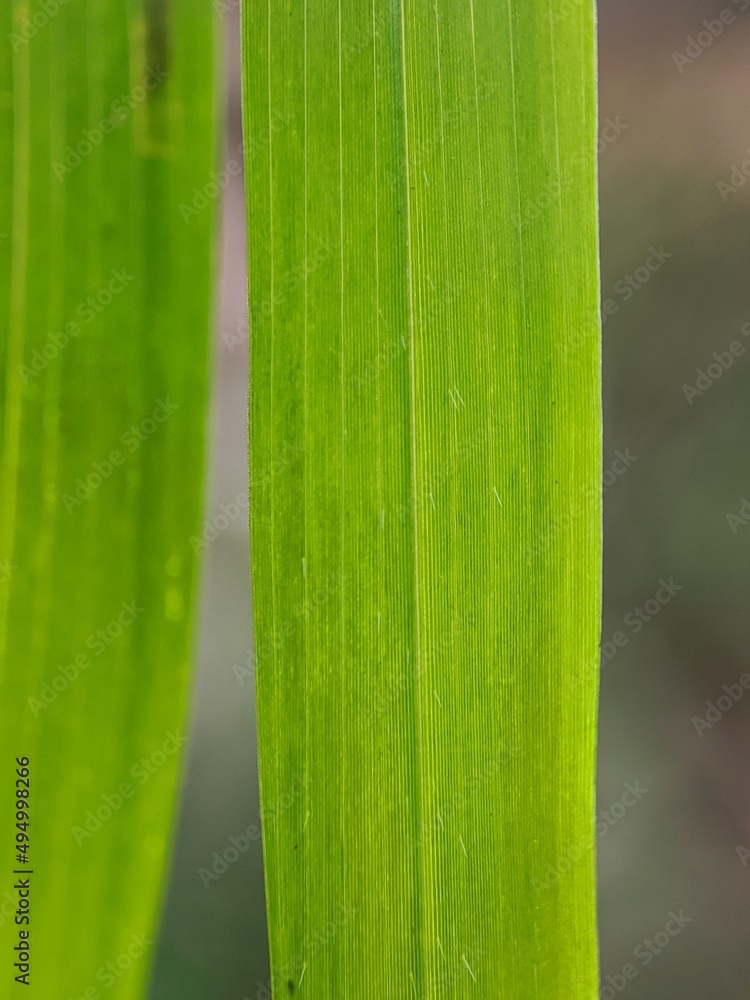grass photo macro grass photo macro