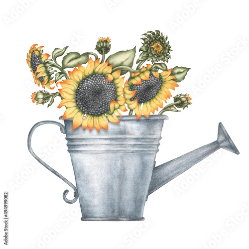 An isolated watercolor hand drawn image of a group of seven sunflowers growing in an old metal watering can with a real aquarelle paper texture for design of text, labels,greeting and invitation cards