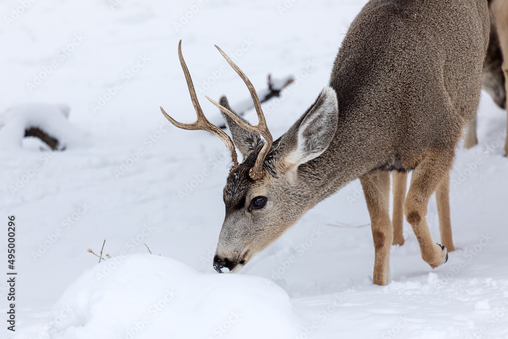 A Mule Deer buck in snow A Mule Deer buck in snow