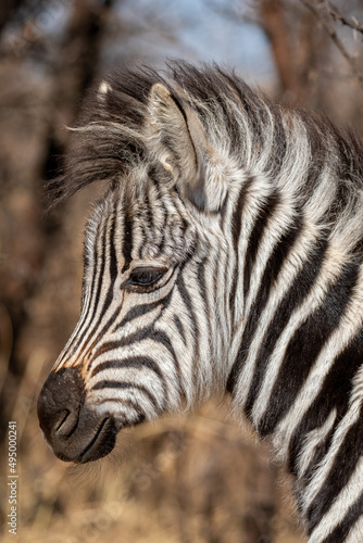 Zebra foal  Kruger National Park