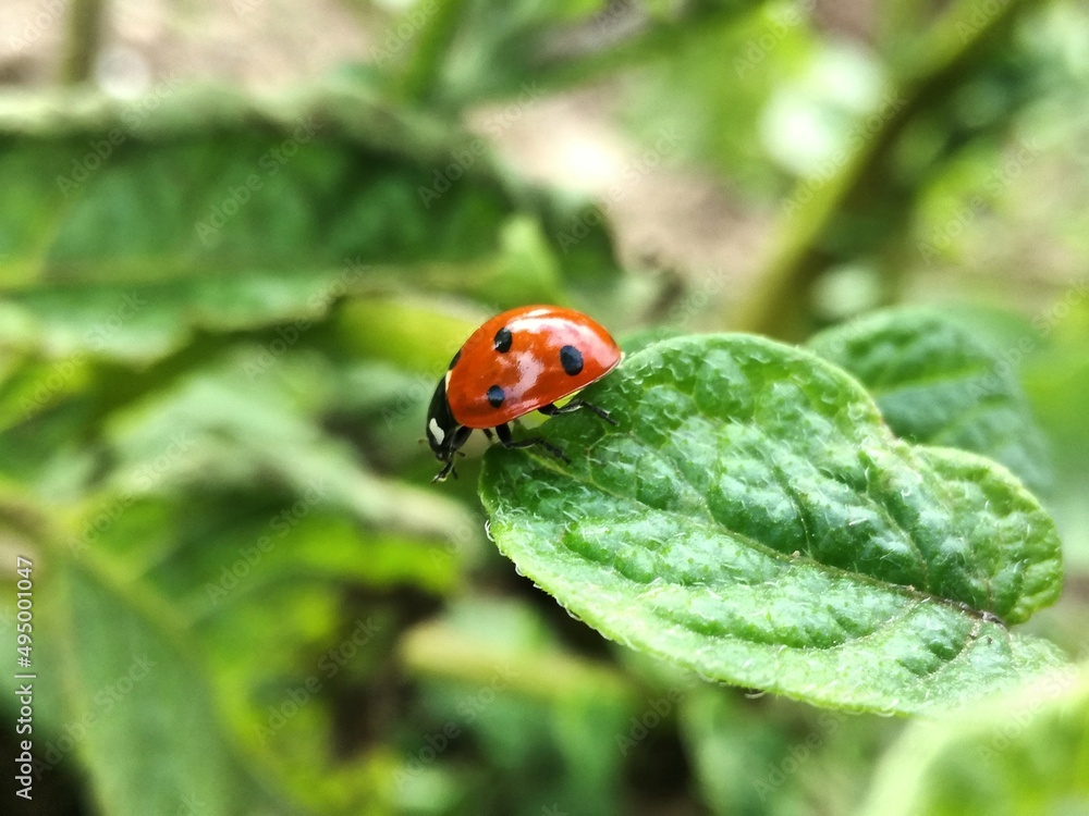 Fototapeta premium ladybird on a leaf