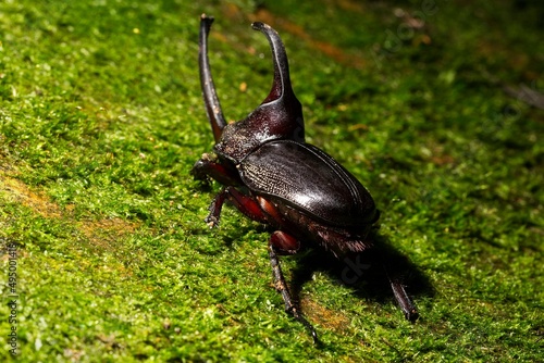 Besouro rinoceronte japonês. Allomyrina dichotoma, também conhecido como besouro rinoceronte japonês , besouro com chifres japonês ou kabutomushé uma espécie de besouro rinoceronte. photo