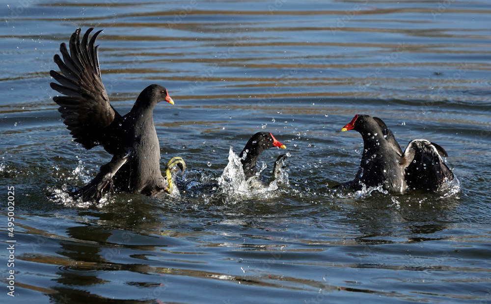 An action shot of three moorhens fighting on the surface of a lake. 
