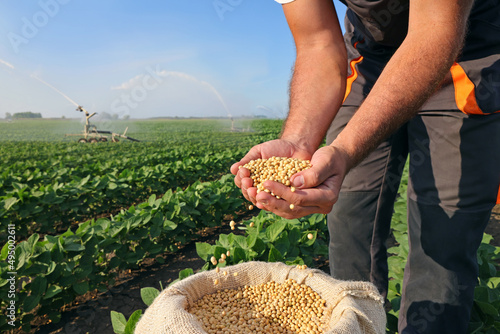 Photo Soybean grain in a hands of successful farmer, in a background watering green soybean field, agricultural concept
