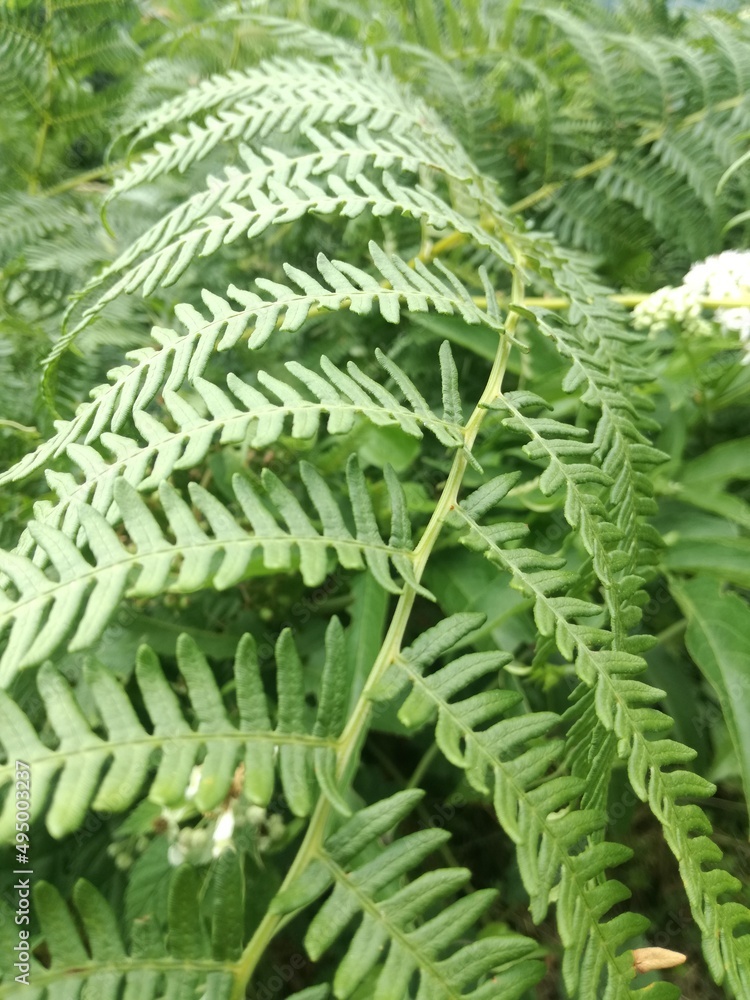 Fototapeta premium fern leaves