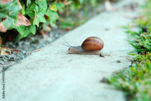 Two snails on the grass.