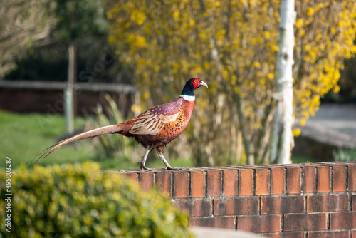 close up of a magnificent strutting male cock pheasant (Phasianus colchicus) on top of low red brick wall photo