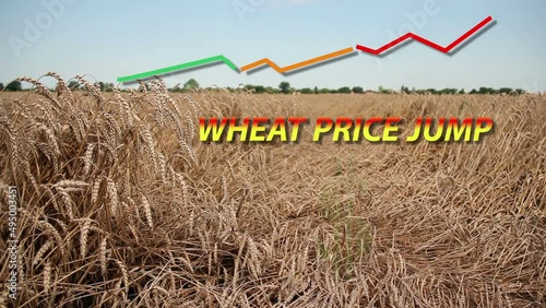 Ripe wheat field with of graph growth wheat price and US dollar symbol. Increasing wheat price as a concept HD1080p